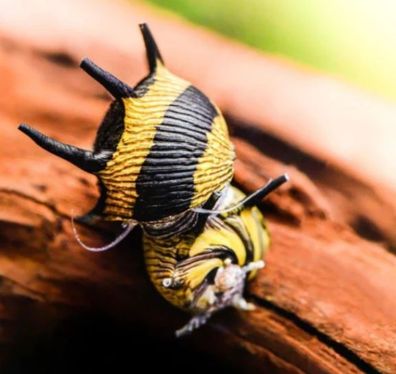 Geweihschnecke Schwarz/Gelb - Algenfresser für Süßwasseraquarien 100er Gruppe