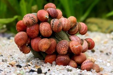 Pink Lady Schnecke Clithon sowerbianum - Rennschnecke & Algenfresser 100 st