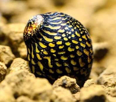 Batik Rennschnecke Neritina - robuste Algenfresserin für Aquarium 100er Gruppe