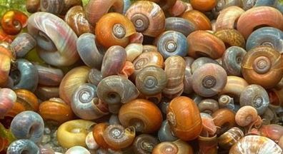 Posthornschnecken mix 5 Stück