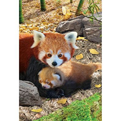 Eurographics Puzzle Rettet unseren Planeten: Rote Pandas XL 250 Stück