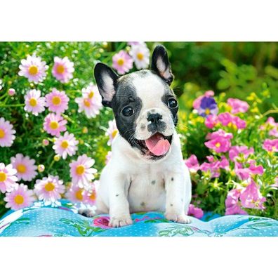 Castorland Französische Bulldogge Welpe Puzzle 500 Teile
