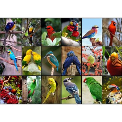 Grafika Puzzle Die schönsten Vögel der Welt 1500 Teile