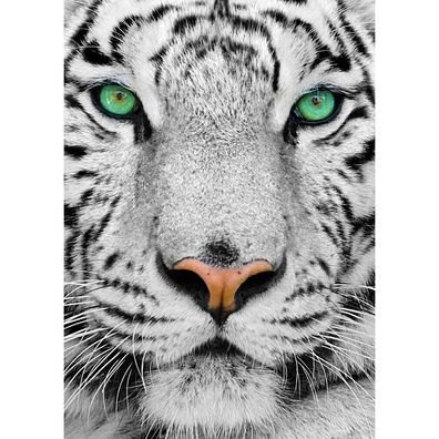 ENJOY Weißer Sibirischer Tiger Puzzle 1000 Teile