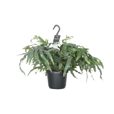 Phlebodium Aureum Blauer Stern - Ø17cm - 40-50cm - Zimmerpflanze - Immergrün