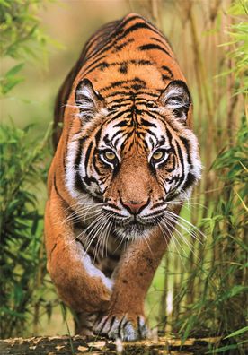 Tigerpfade