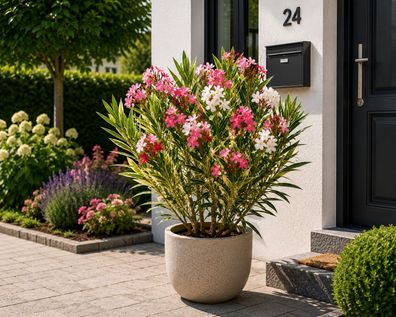 Nerium Oleander Tricolor 50-70 cm Rosenlorbeer Mediterrane Kuebelpflanze (78 Zei