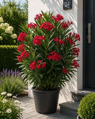 Roter Oleander Nerium Oleander Einfachbluete 50-70 cm Kuebelpflanze Mediterran