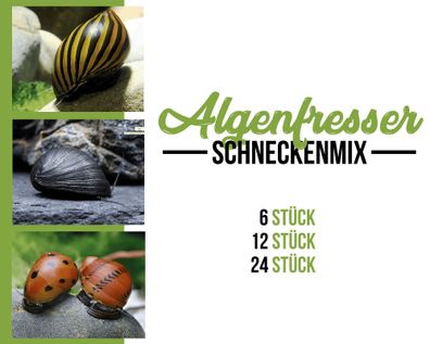 Schnecken mix - Algenfresser