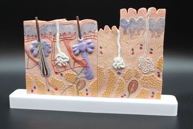 Hautschnitt Modell, 40-fache Größe - 3B Smart Anatomy 3B Scientific Modell J11