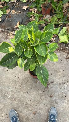 Ficus elastica variegata Altissima Gummibaum Stämmchen 80-100cm Zimmerpflanze