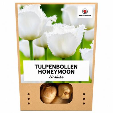 Tulpenzwiebeln 'Honeymoon' | 20 Stück | Weiße Tulpe mit gezacktem Rand - Ø5cm