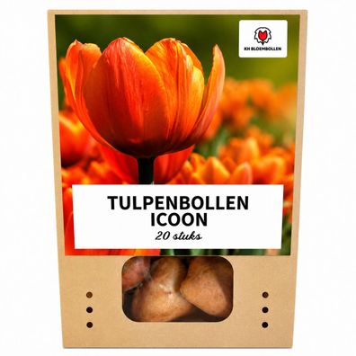 Tulpenzwiebeln 'Iconic' | 20 Stück | Orange doppelblütige Tulpe - Ø5cm - 30-50c