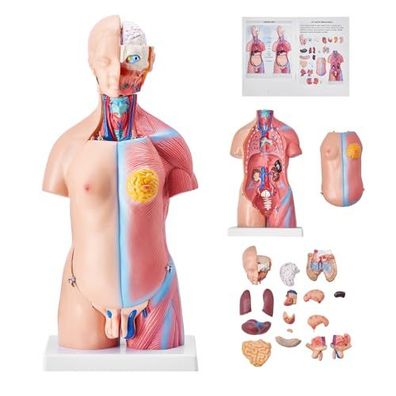 VEVOR Anatomie Torso 45 cm Unisex 23 Teile PVC menschlicher Körper Lehre