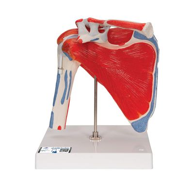 3B Scientific A880 Schultergelenk mit Rotatorenmanschette 5-teilig