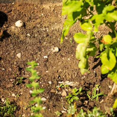 UPP Gartenfräse 2 in 1 Handgerät Krümler Kultivator Bodenkrümler Sternfräse