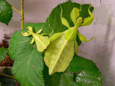 1x Wandelndes Blatt / Phyllium phillipinicum - Terrarium DNZ
