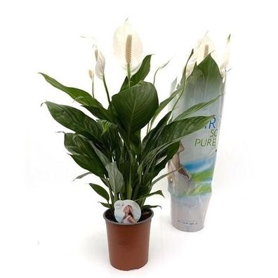 Spathiphyllum Einblatt Scheidenblatt Grünpflanze Zimmerpflanze bessere Raumluft
