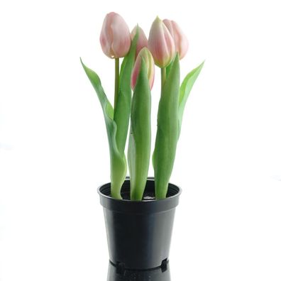 GASPER Tulpen Rosa im Topf 5 Blüten - Kunstblumen