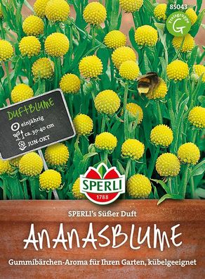 Sperli Ananasblume SPERLI´s Süßer Duft - Blumensamen