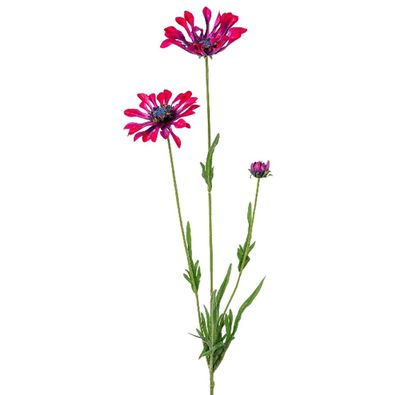 GASPER Kapmargeritenblüten Pink-Bordeaux löffelblättrig 66 cm - Kunstblumen
