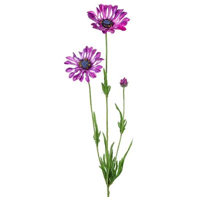 GASPER Kapmargeritenblüten Lila-Violett löffelblättrig 66 cm - Kunstblumen