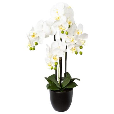 GASPER Schmetterlingsorchidee - Phalenopsis Weiß 4 Blütenrispen im Topf 69 cm - Kunst