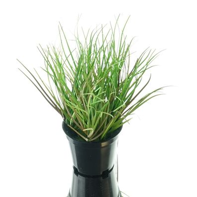 GASPER Gras Grün S im schwarzen Topf Ø 8 cm - Kunstpflanzen