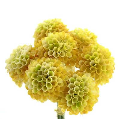 Zwergdahlien Gelb mit Farbverlauf Ø 4,8 cm im 7er Bund - Kunstblumen