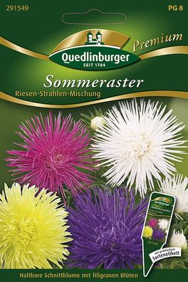 Quedlinburger Sommeraster Riesen-Strahlen-Mischung - Premium Blumensamen