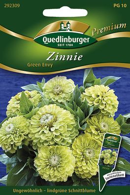 Quedlinburger Zinnie Green Envy - Blumensamen