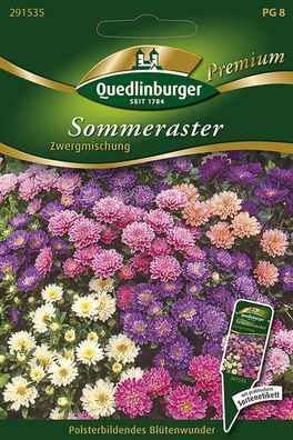 Quedlinburger Sommeraster Zwergmischung - Premium Blumensamen