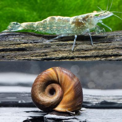 Teichaufräum Truppe - Die Alleskönner in deinem Gartenteich