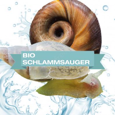 BIO Schlammsauger zum natürlichen Entfernen von Teichschlamm