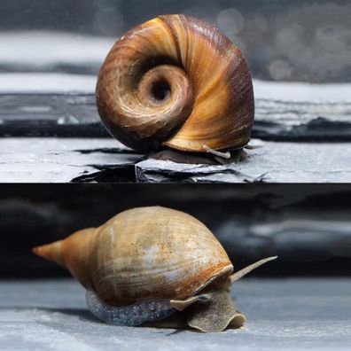 BIO Schlammsauger zum natürlichen Entfernen von Teichschlamm