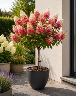 Hydrangea Wims Red Stämmchen 100-120 cm Rispenhortensie Winterhart