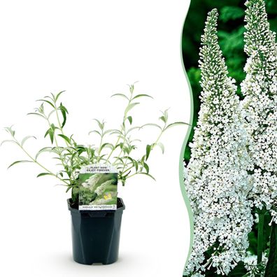 Schmetterlingsstrauch - Buddleja davidii White Profusion - Blüte Weiß - 1 Pflanz