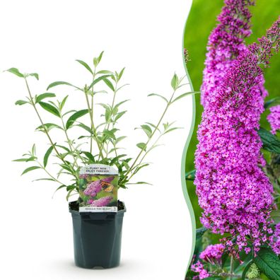 Schmetterlingsstrauch - Buddleja davidii Pink Delight - Blüte Rosa - 1 Pflanze