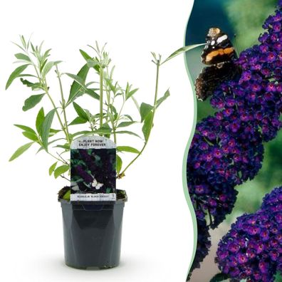 Schmetterlingsstrauch - Buddleja davidii Purple Emperor - Blüte Lila - 1 Pflanze