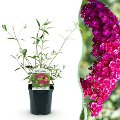 Schmetterlingsstrauch - Buddleja davidii Royal Red - Blume Rot - 1 Pflanze - Lauba