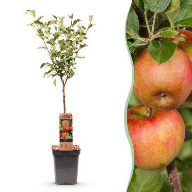 Obstpflanze - Apfelbaum - Malus domestica Elstar - Roter grüner Apfel - Topf Höh