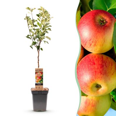Obstpflanze - Apfelbaum - Malus domestica Jonagold - Gelbgrüner Apfel - Topf Höh