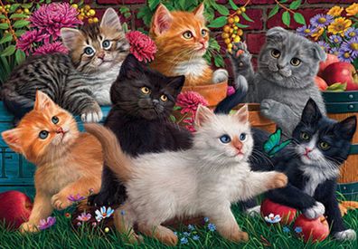 Spielende Katzenkinder