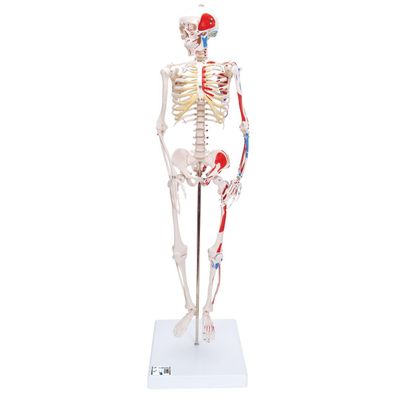 3B Scientific Mini-Skelett Shorty 85 cm Halbskelett mit Muskelbemalung