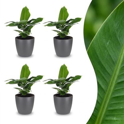Musa Oriental Dwarf – Zwergbanane – 4 Pflanzen – mit grauem Topf - Ø12cm