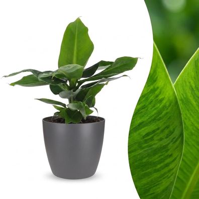 Musa Oriental Dwarf – Zwergbanane – mit grauem Topf - Ø12cm - 30cm