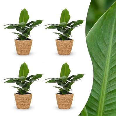 Musa Oriental Dwarf – Zwergbanane – 4 Pflanzen – mit Seegras-Korb - Ø12cm