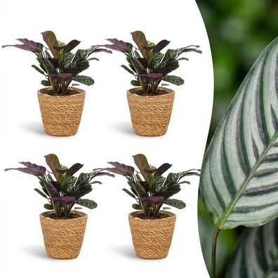Ctenanthe Burle Marxii – Fischgrätenpflanze – 4 Pflanzen – mit Korb - Ø12c