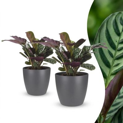 Ctenanthe Burle Marxii – Fischgrätenpflanze – 2 Pflanzen – mit grauem Topf