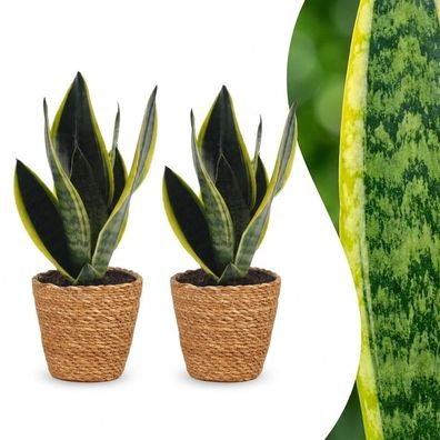 Sansevieria Future Superb – Frauenzunge – 2 Pflanzen – mit Korb - Ø12cm - 2